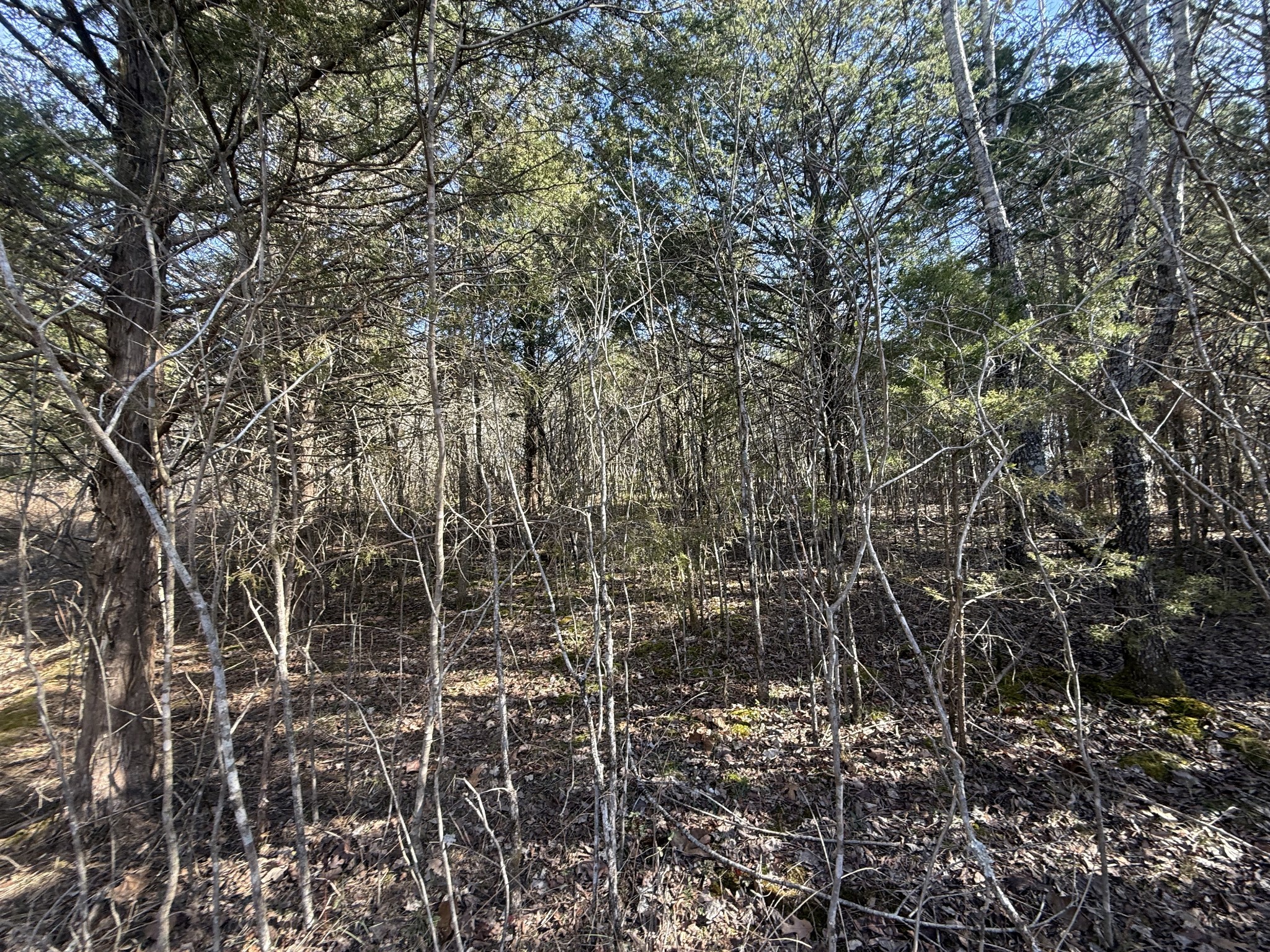 0 Grays Chapel Road Southside, TN 37171 - Photo 4 of 9