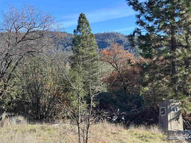 a view of a tree in a yard