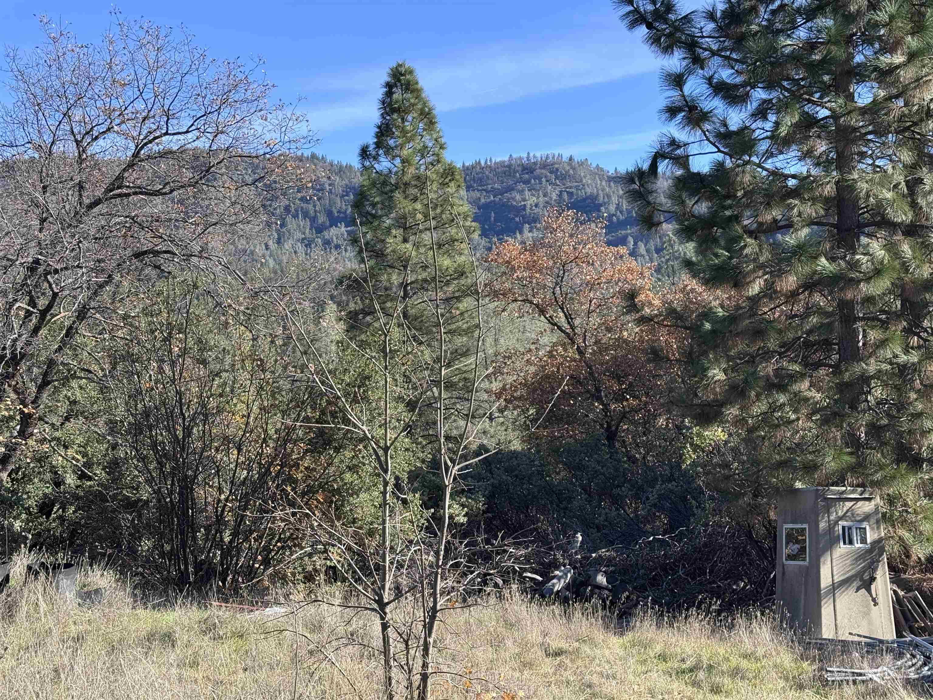 a view of a tree in a yard