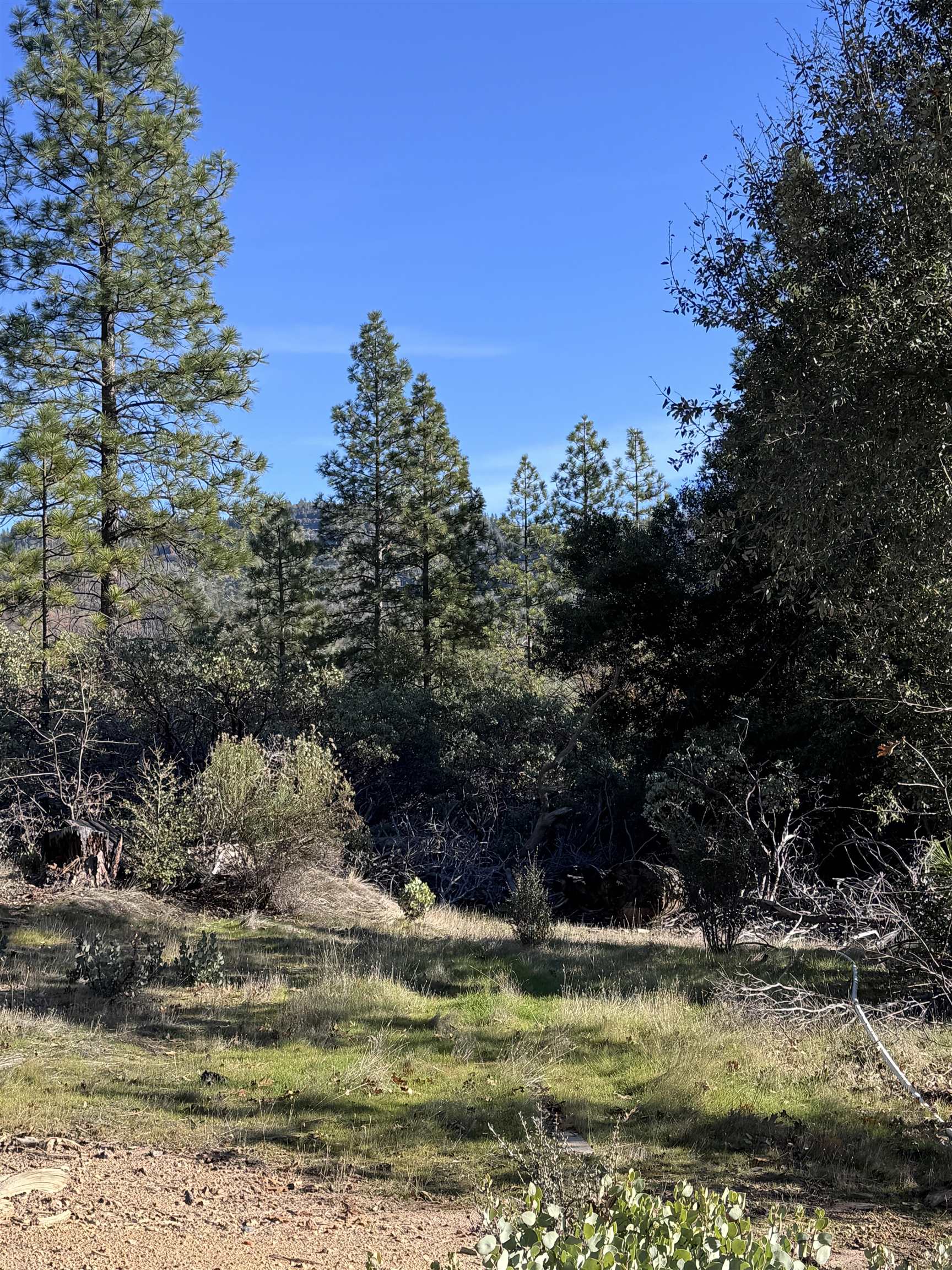 28560 Italian Bar Road Twain Harte, CA 95383 - Photo 5 of 5 a view of a yard