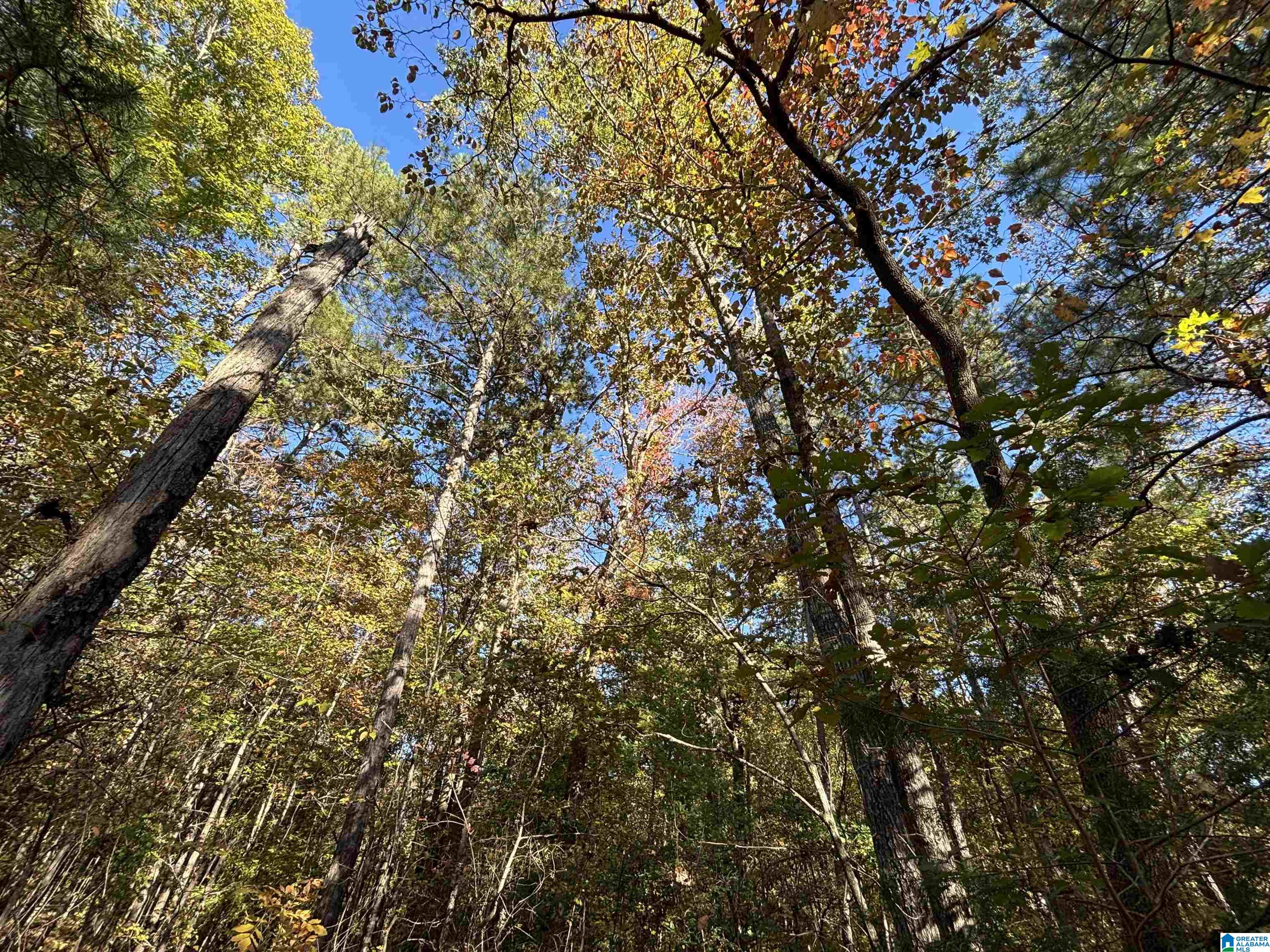 0 Waldrop Road, Unit 10 82 ACRES Ashville, AL 35953 - Photo 12 of 22