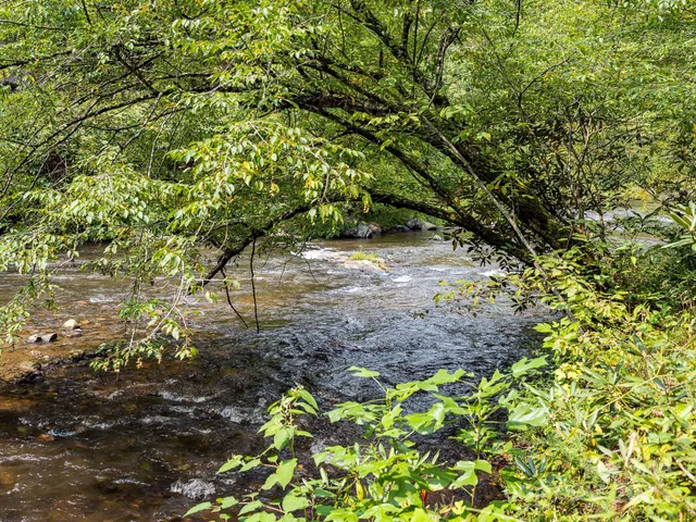 a view of yard with large trees