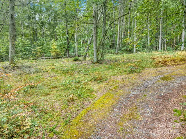 a view of a garden with plants