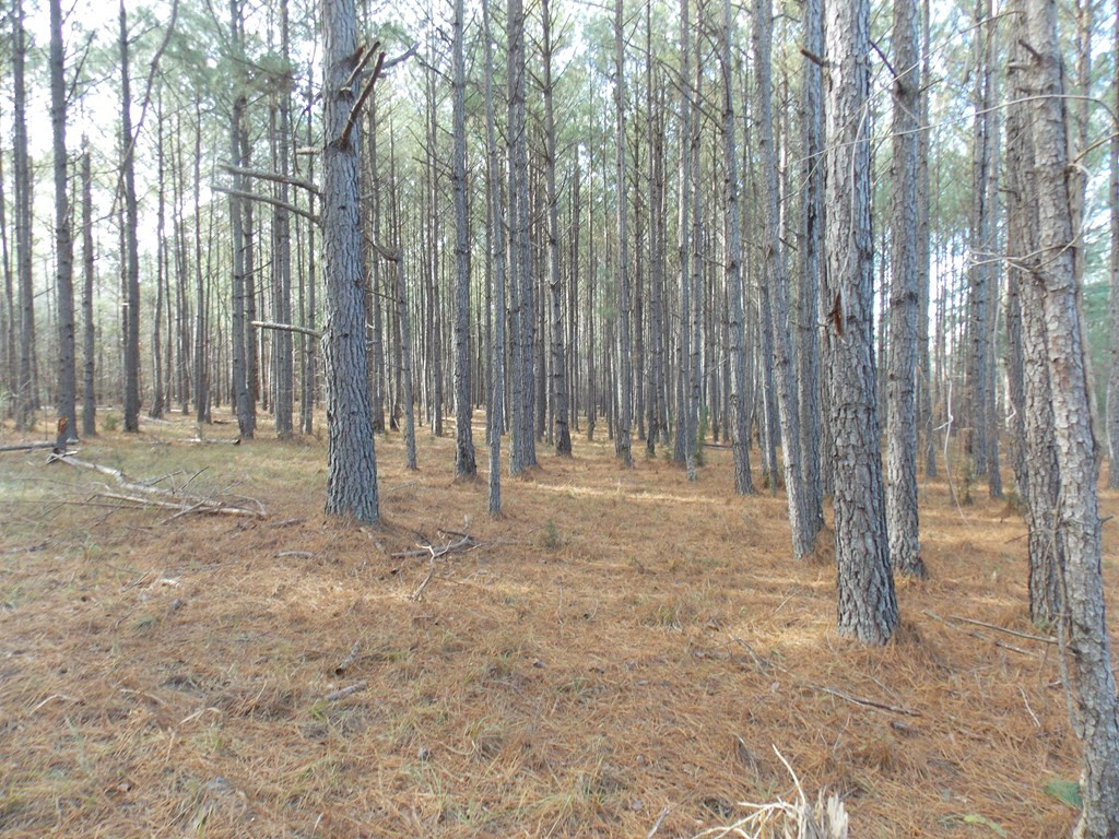 162 Prater Road Lincolnton, GA 30817 - Photo 3 of 19 Gallery Image 3