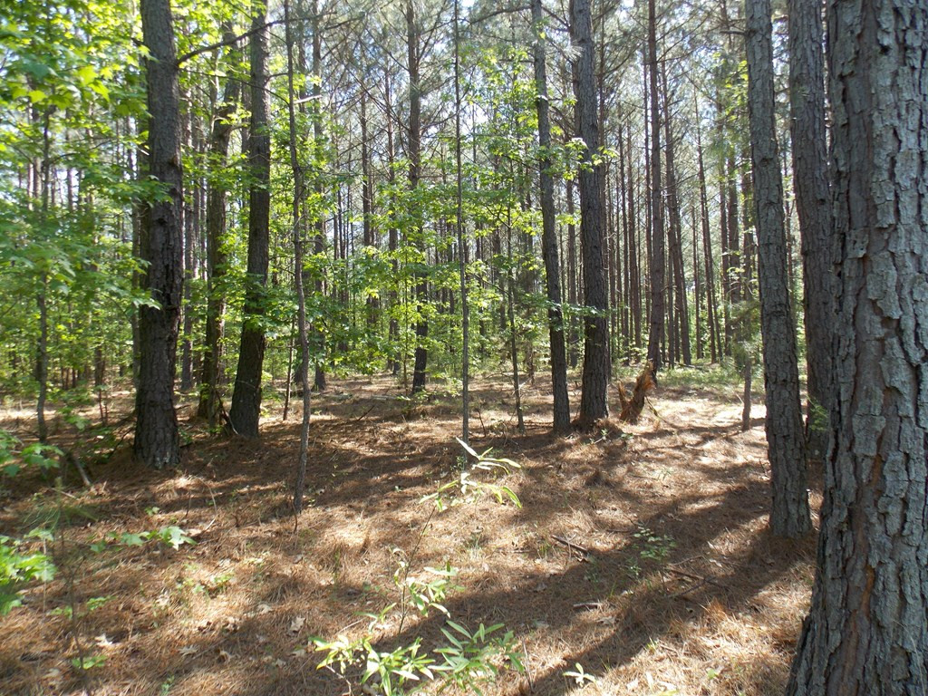 162 Prater Road Lincolnton, GA 30817 - Photo 8 of 19 Gallery Image 8