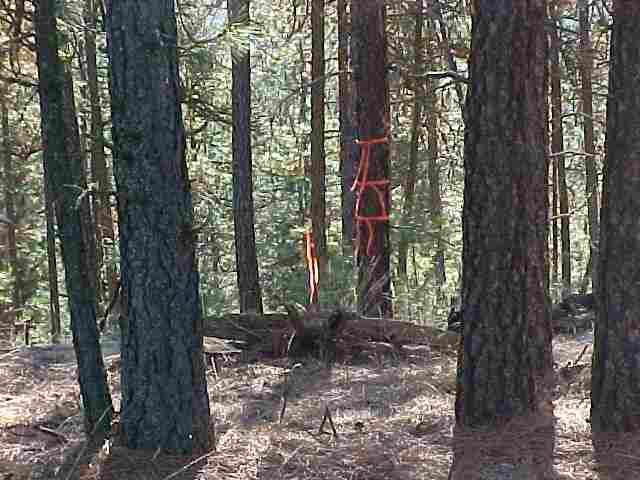 N/a Corkscrew Canyon Road Ford, WA 99013 - Photo 3 of 6