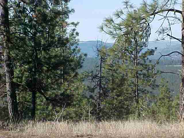 N/a Corkscrew Canyon Road Ford, WA 99013 - Photo 4 of 6