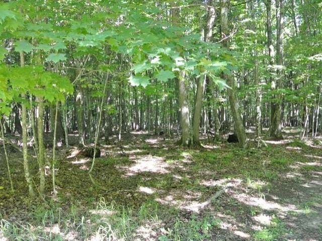 Three Connors Road Three Lakes, WI 54562 - Photo 5 of 11 Gallery Image 5