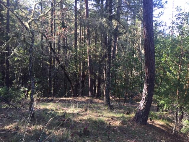 Thompson Creek Road Jacksonville, OR 97530 - Photo 17 of 19 Gallery Image 17