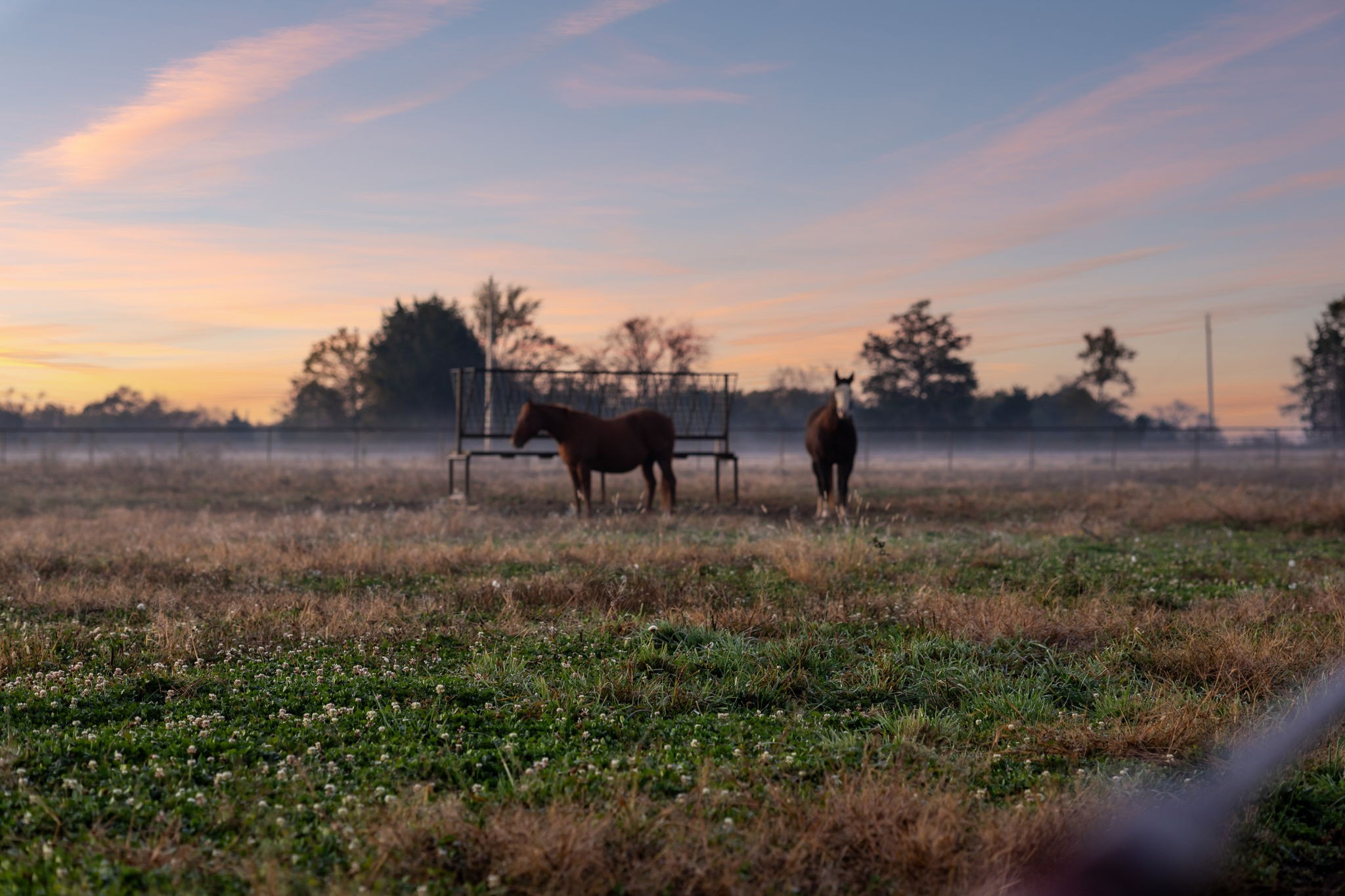 201 Lamb Road Rockvale, TN 37153 - Photo 83 of 87 a view of a yard in a back yard