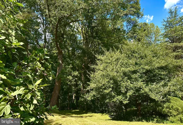 a view of a yard with plants