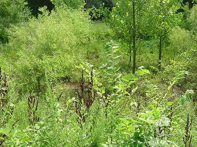 0 East Compton Road Murfreesboro, TN 37130 - Photo 3 of 10 Gallery Image 3