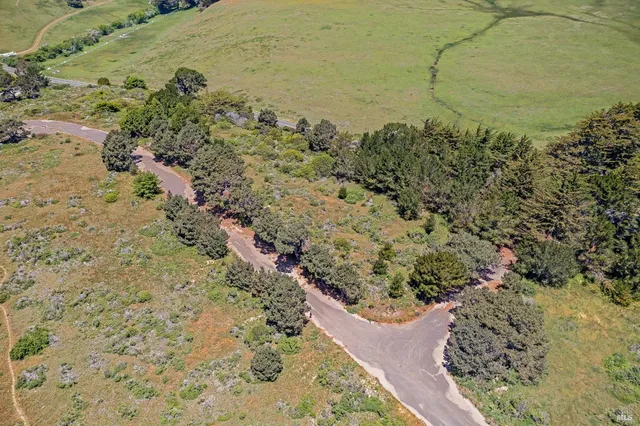 a view of a yard with plants and trees