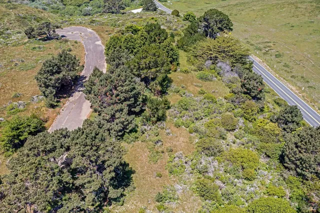 a view of a large tree with green field in front of it