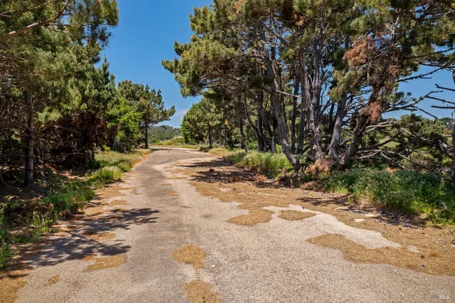 a view of a large yard with lots of trees