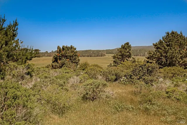 a view of a large tree with a mountain in the background