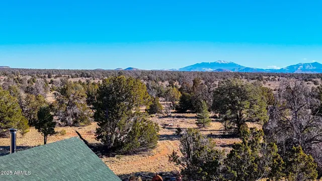 a view of a forest with a mountain in the background