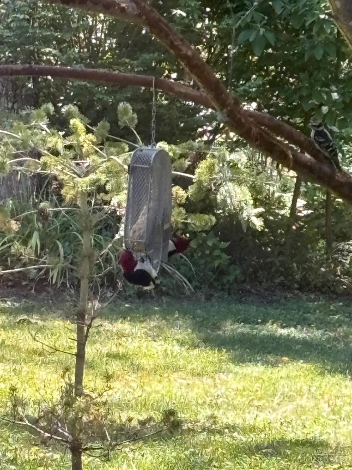 8950 Schlottman Road Maineville, OH 45039 - Photo 61 of 61 Attention: Bird Lovers- This is THE Place For You! Woodpeckers, Cardinals, Blue Jays, Barn Owls, Hummingbirds and MORE!