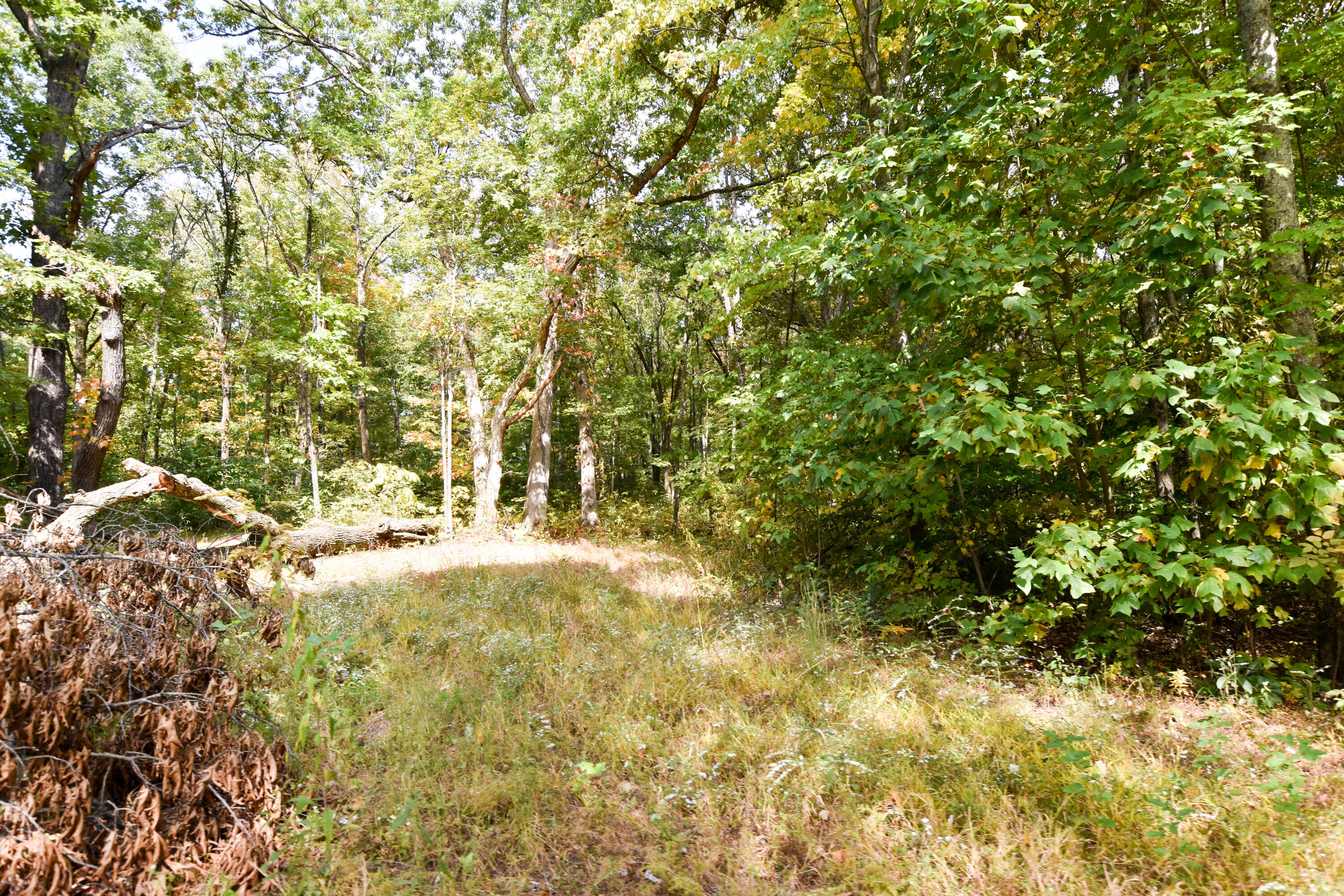 2390 Beechy Creek Road Wallingford, KY 41093 - Photo 53 of 89 DSC_0115