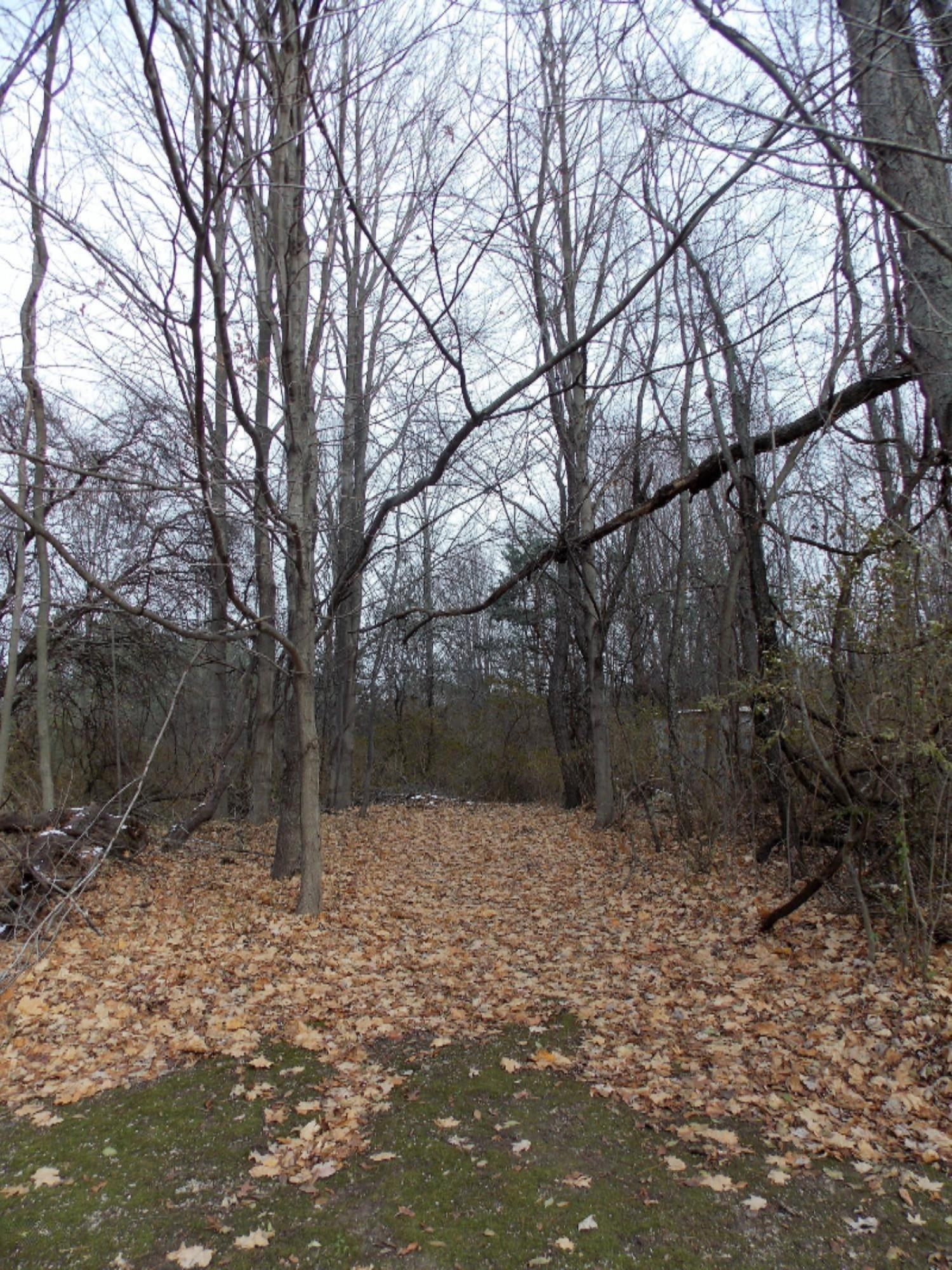 2680 Duck Lake Road Whitehall, MI 49461 - Photo 33 of 33 Back Acreage