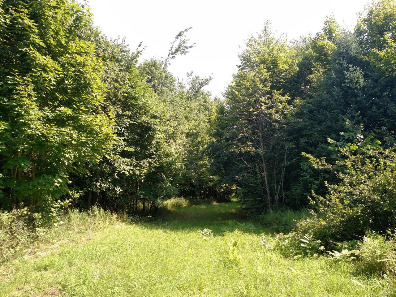 N15891 Eagle Road Butternut, WI 54514 - Photo 28 of 76 Gallery Image 28