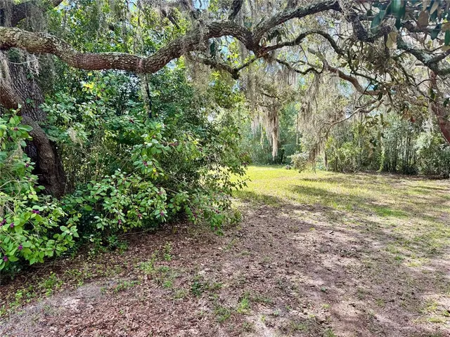 a view of a yard with plants and large trees