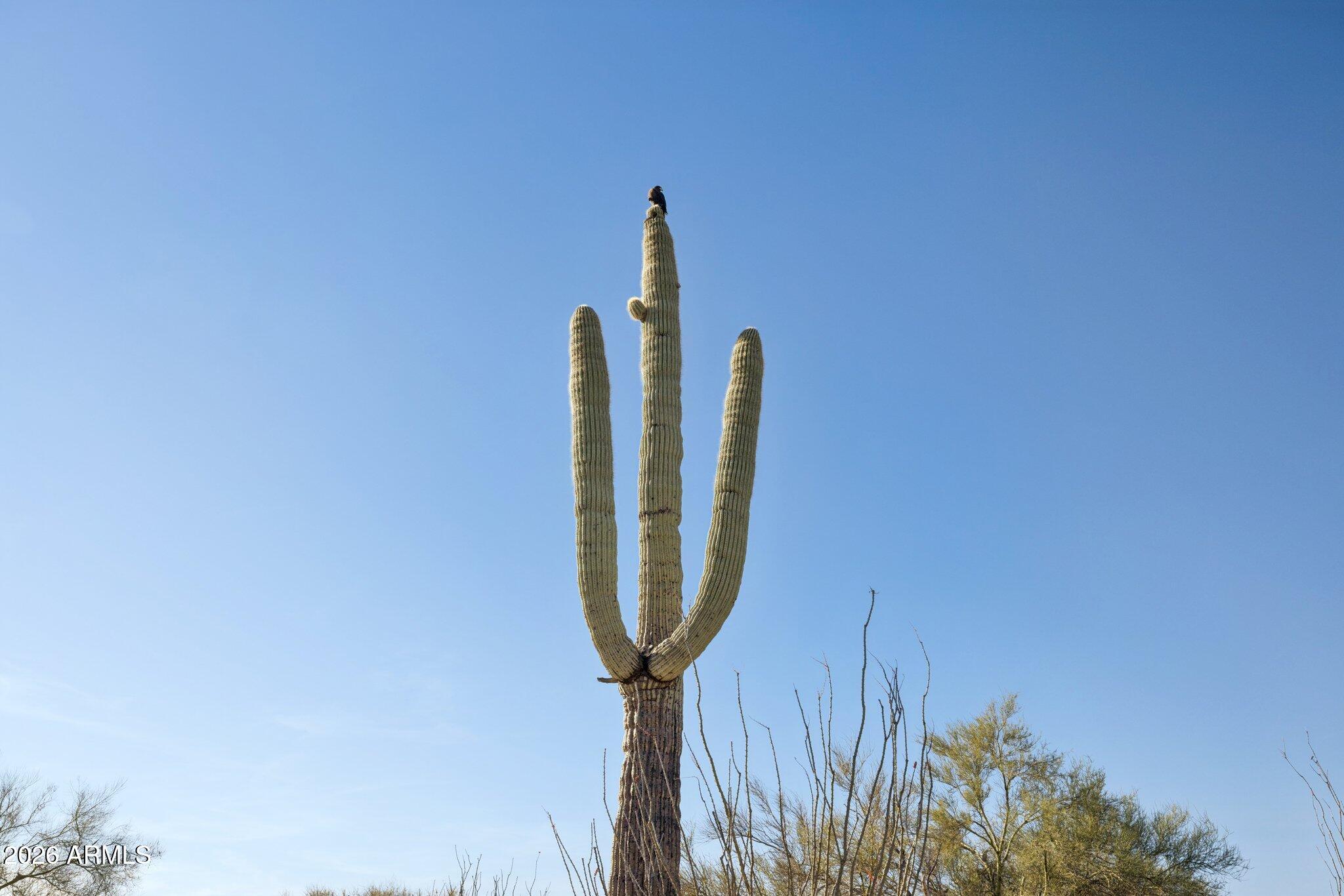 30600 North Pima Road, Unit 81 Scottsdale, AZ 85266 - Photo 53 of 66 Cactus all around