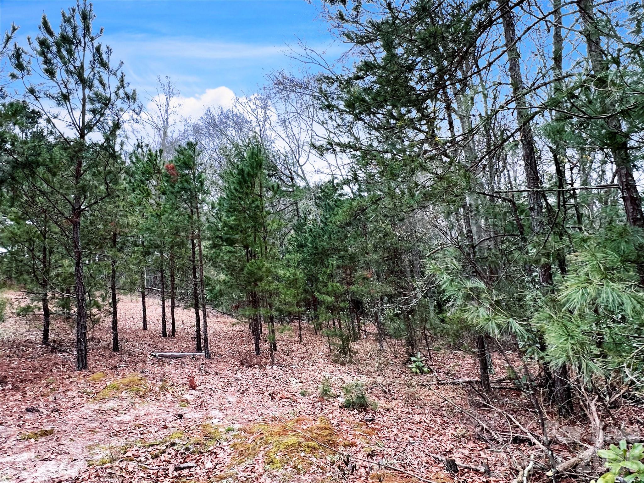 1777 Overbrook Road Kershaw, SC 29067 - Photo 11 of 25 a view of a forest