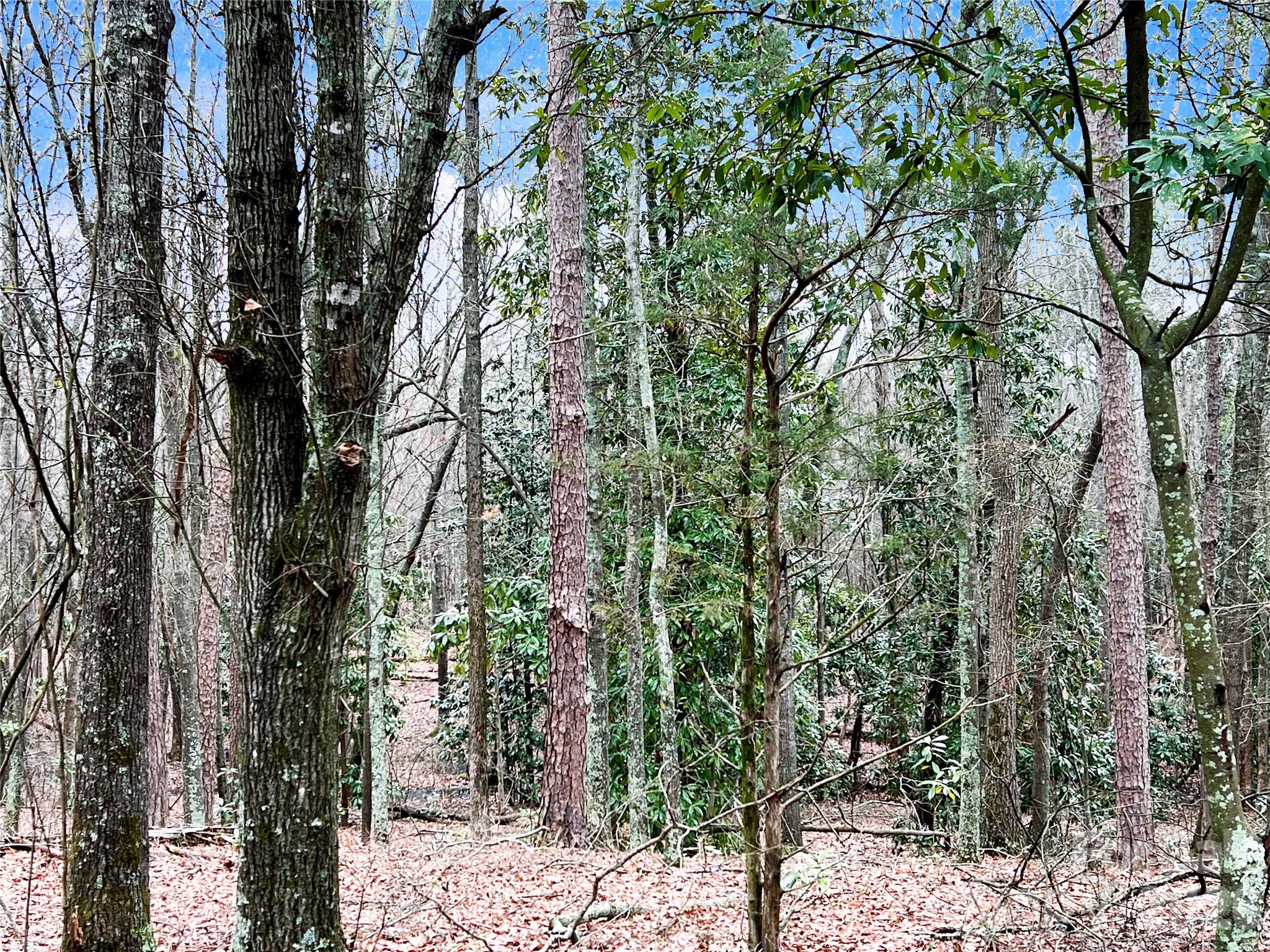 1777 Overbrook Road Kershaw, SC 29067 - Photo 10 of 25 a view of a forest filled with trees