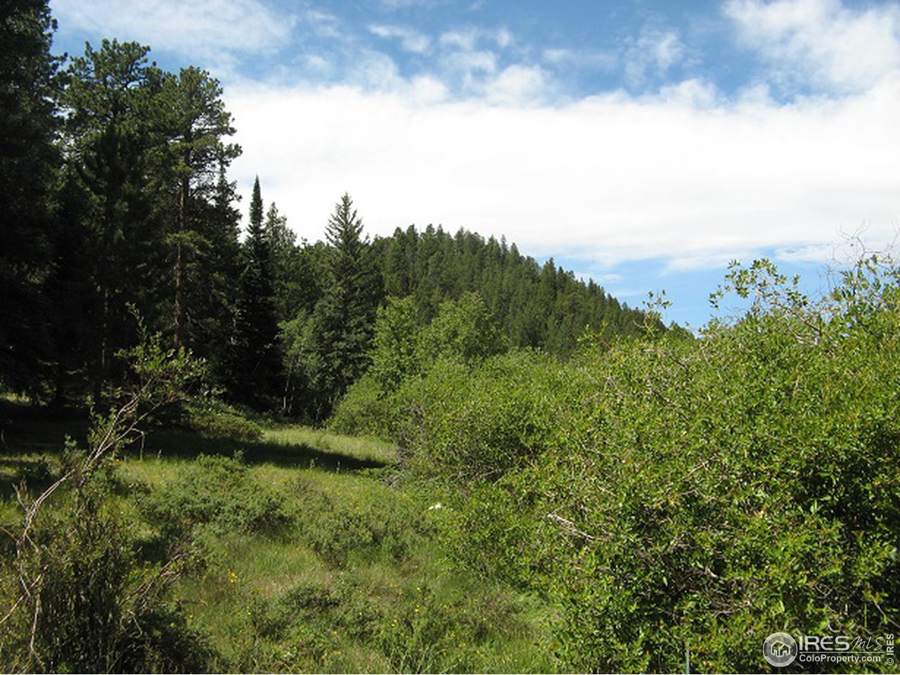 755 Beartrap Road Red Feather Lakes, CO 80545 - Photo 14 of 24 Views from Property