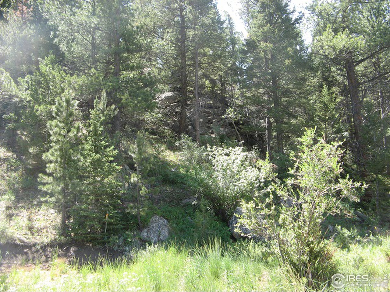 755 Beartrap Road Red Feather Lakes, CO 80545 - Photo 15 of 24 Views from Property