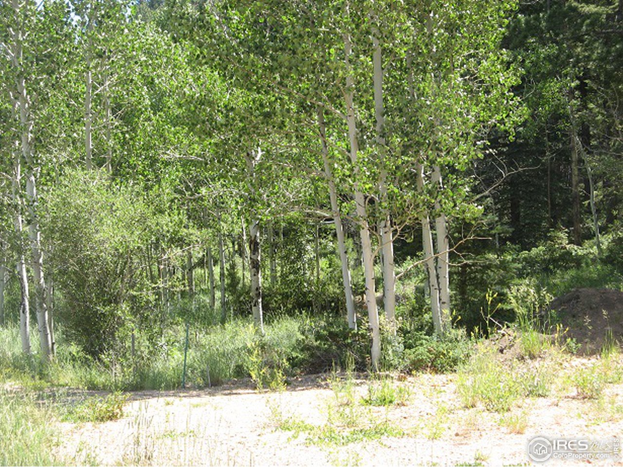 755 Beartrap Road Red Feather Lakes, CO 80545 - Photo 4 of 24 Aspen Grove