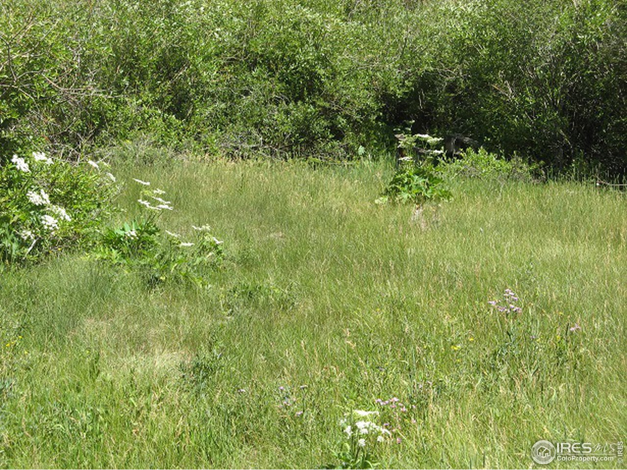 755 Beartrap Road Red Feather Lakes, CO 80545 - Photo 6 of 24 Meadow