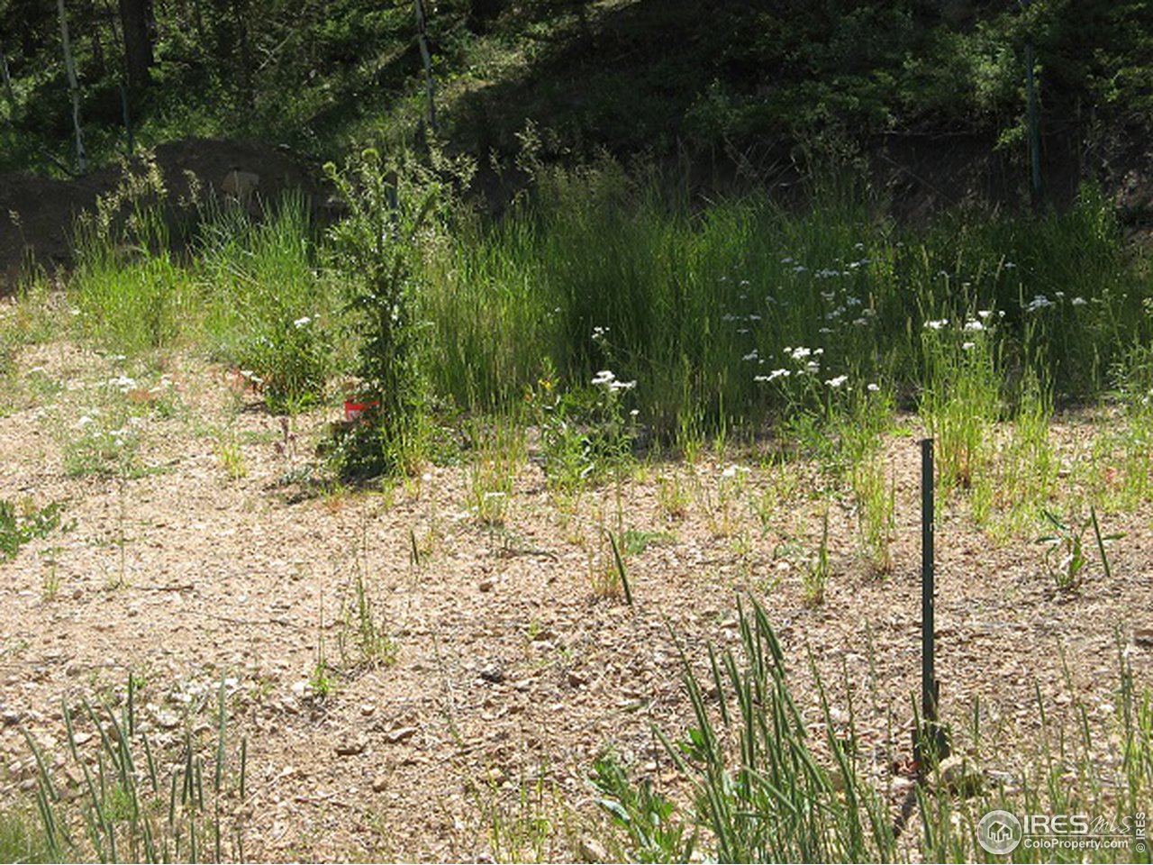 755 Beartrap Road Red Feather Lakes, CO 80545 - Photo 9 of 24 Building Site