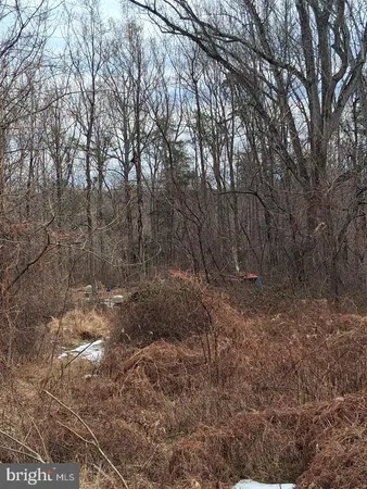 a view of a forest with trees in the background