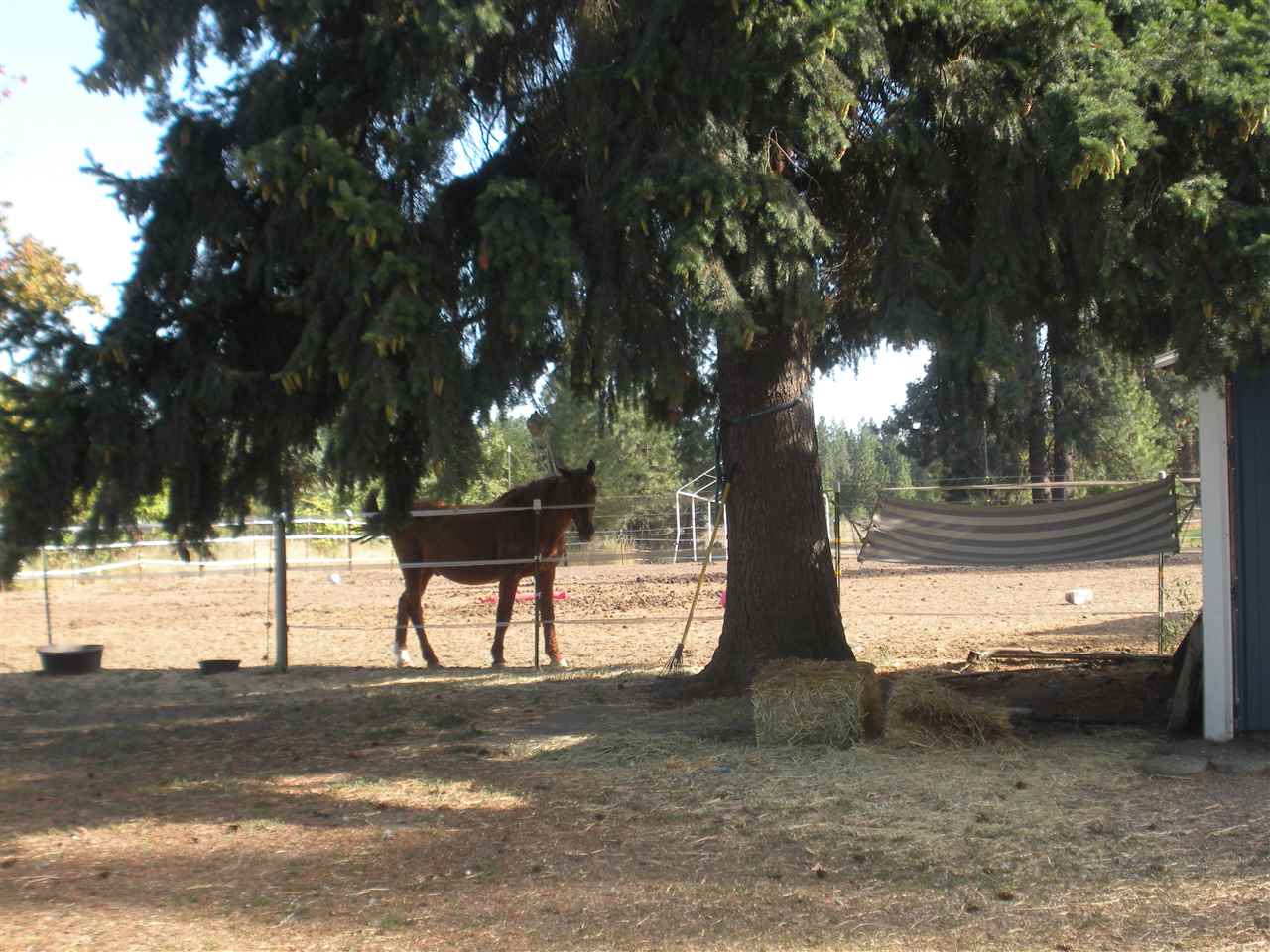 5010 East Handy Road Colbert, WA 99005 - Photo 13 of 13