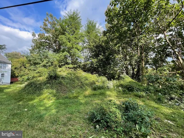 a view of a lush green forest with lots of trees