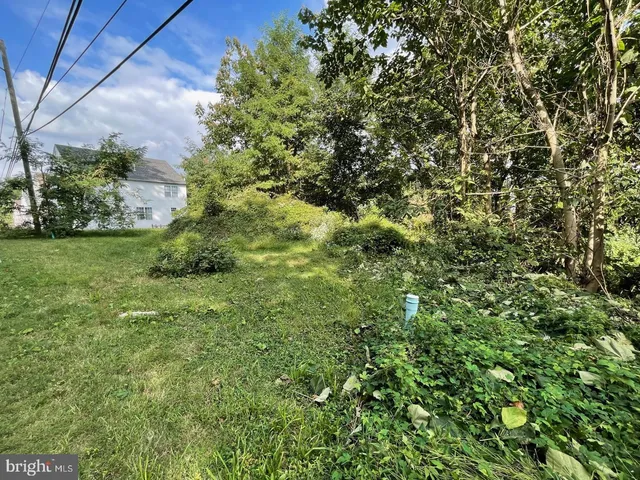 a view of a forest with trees in the background