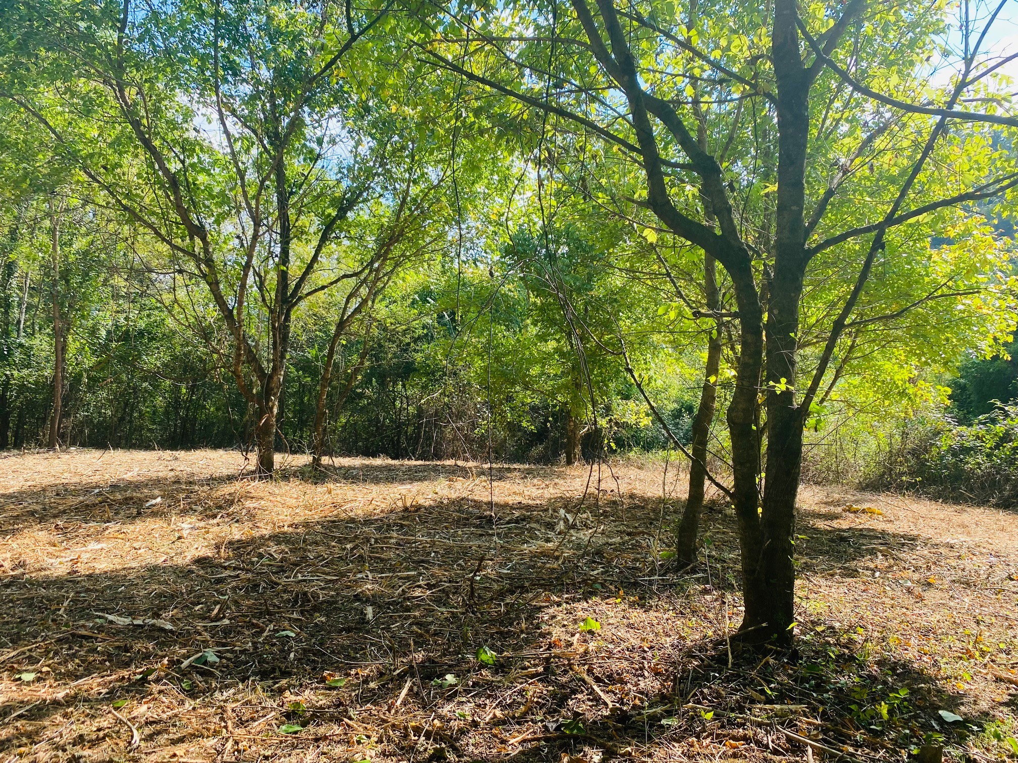 a view of dirt yard with a large tree