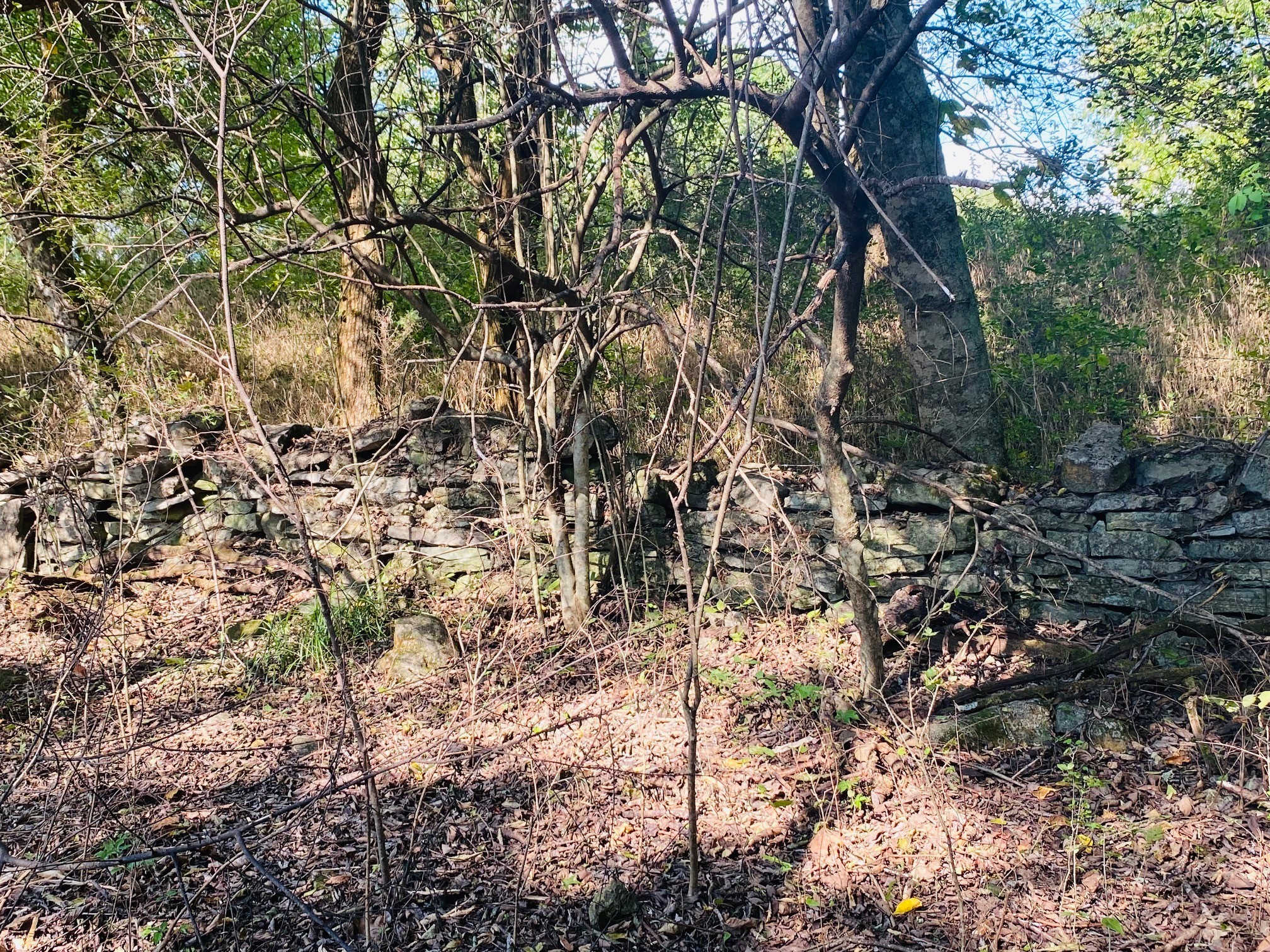 278 Hamestring Road Fayetteville, TN 37334 - Photo 11 of 16 a view of a yard