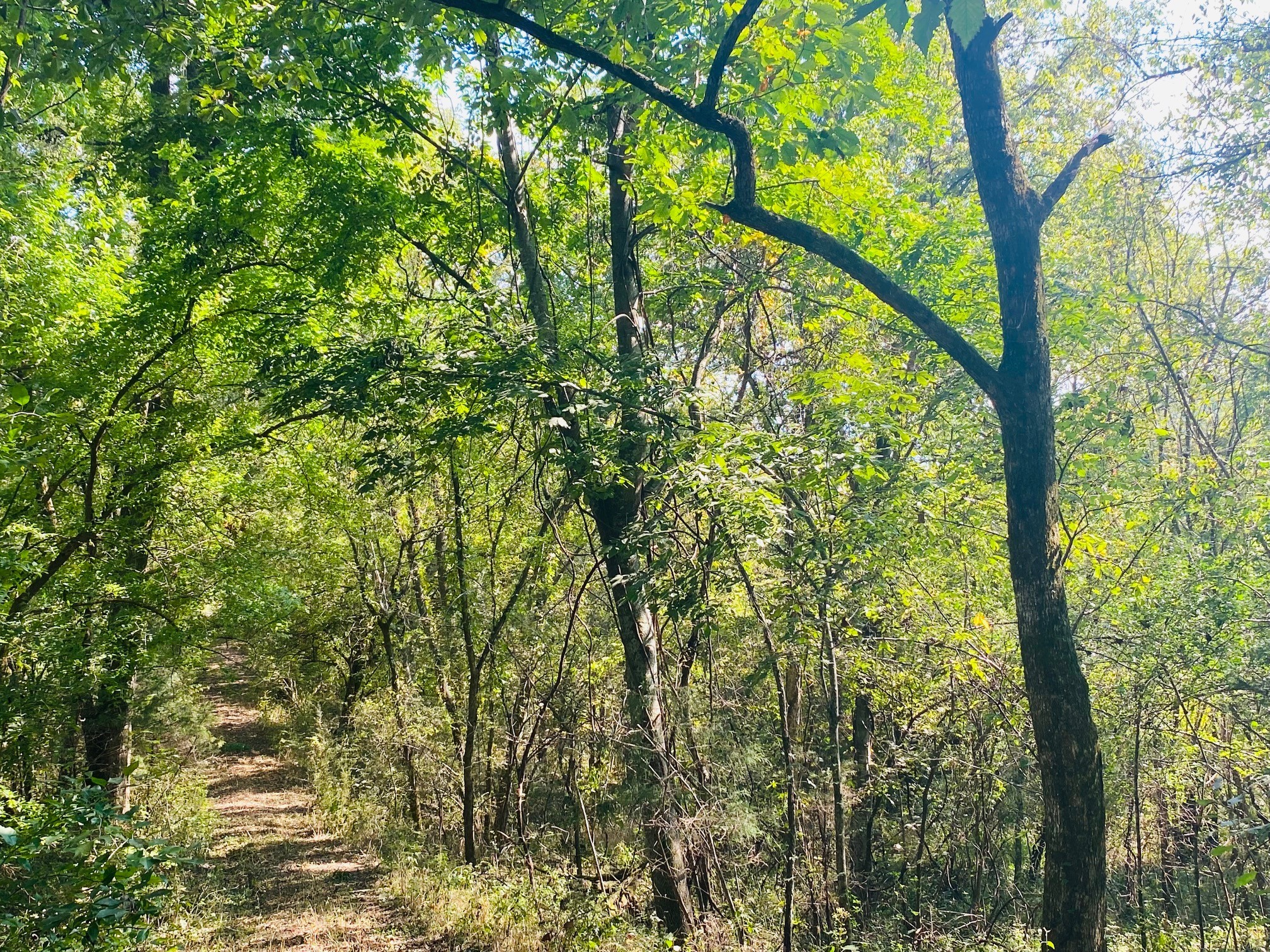 278 Hamestring Road Fayetteville, TN 37334 - Photo 12 of 16 a view of tree