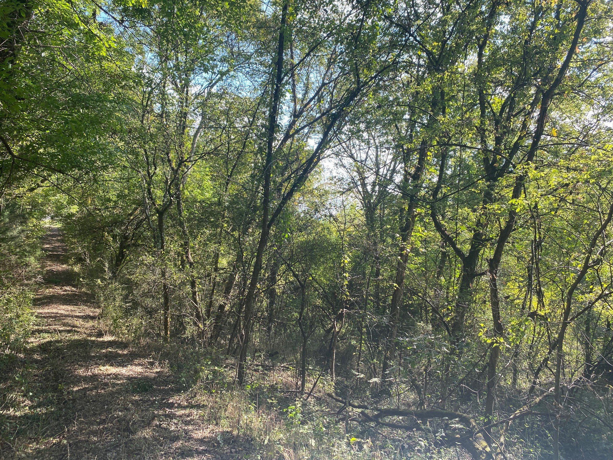 278 Hamestring Road Fayetteville, TN 37334 - Photo 13 of 16 a view of forest