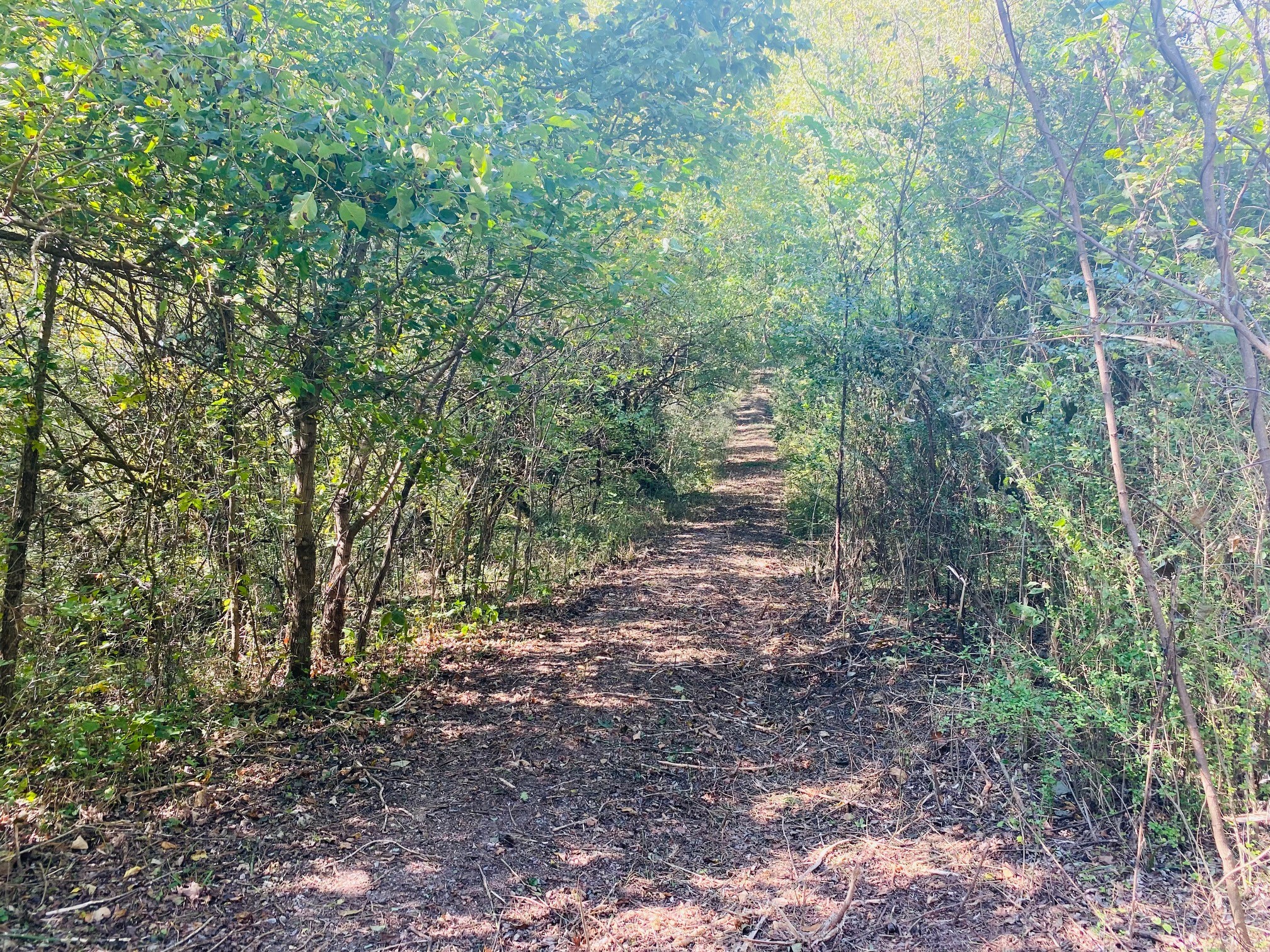 278 Hamestring Road Fayetteville, TN 37334 - Photo 16 of 16 a view of a forest with trees