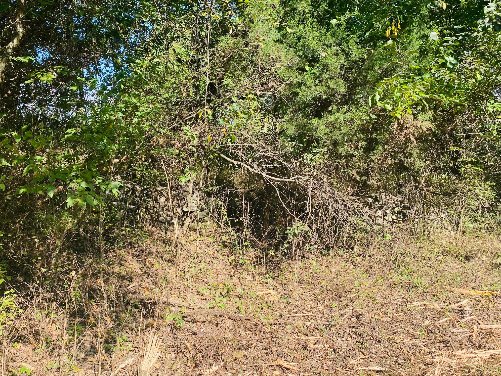278 Hamestring Road Fayetteville, TN 37334 - Photo 5 of 16 a view of a yard