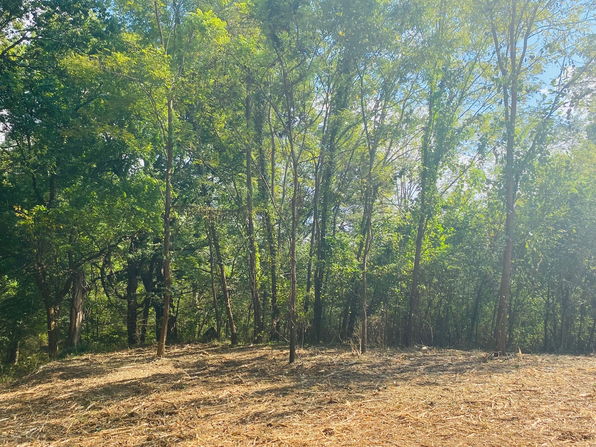 278 Hamestring Road Fayetteville, TN 37334 - Photo 6 of 16 a view of house with trees