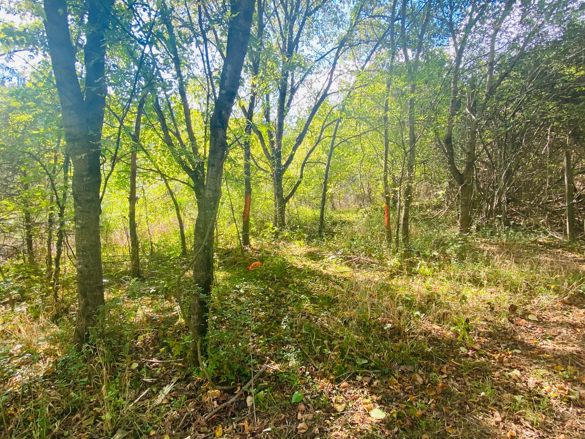 278 Hamestring Road Fayetteville, TN 37334 - Photo 8 of 16 a view of yard