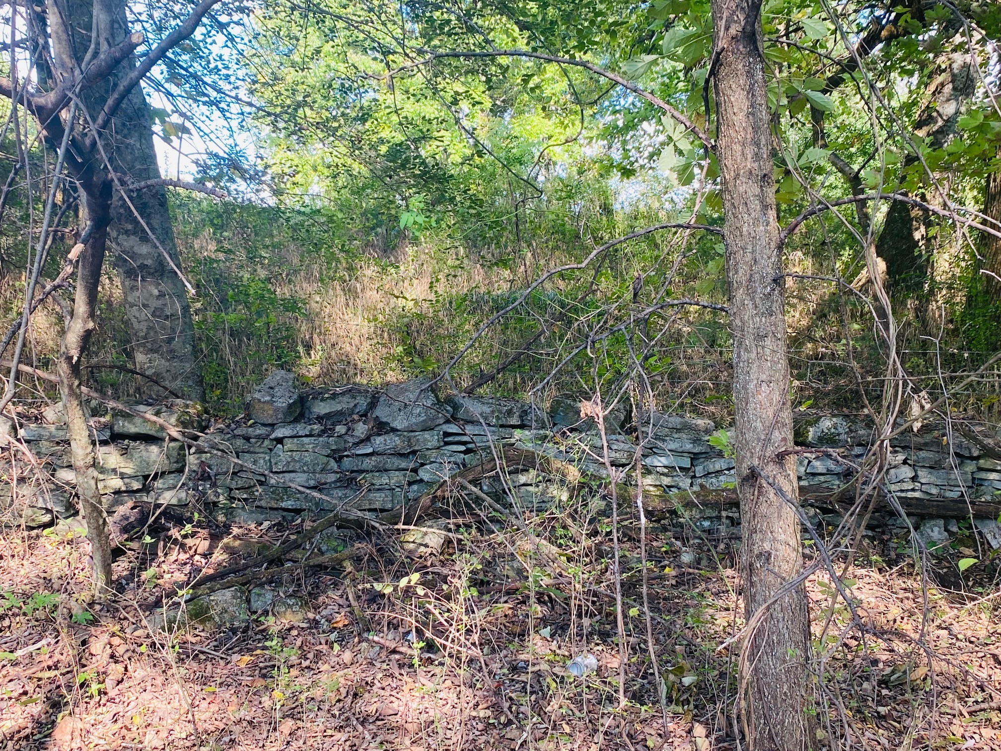 278 Hamestring Road Fayetteville, TN 37334 - Photo 10 of 16 a view of forest