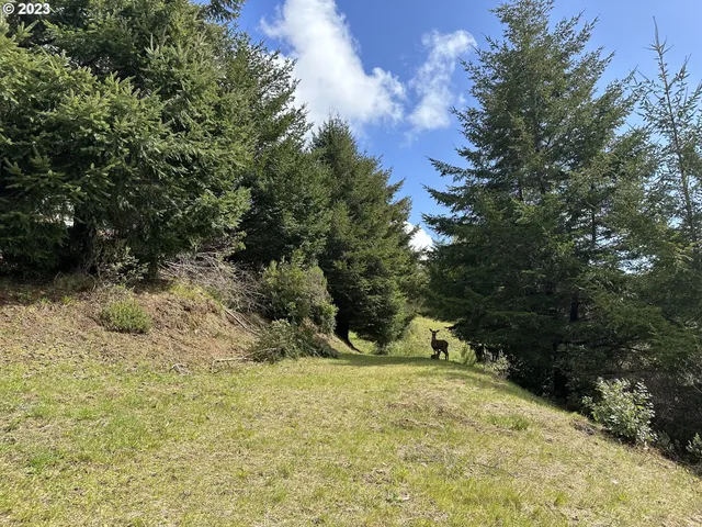 a view of outdoor space and yard