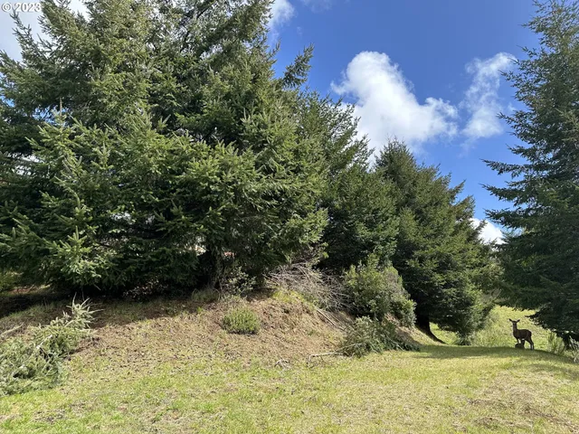 a view of a forest with trees in the background