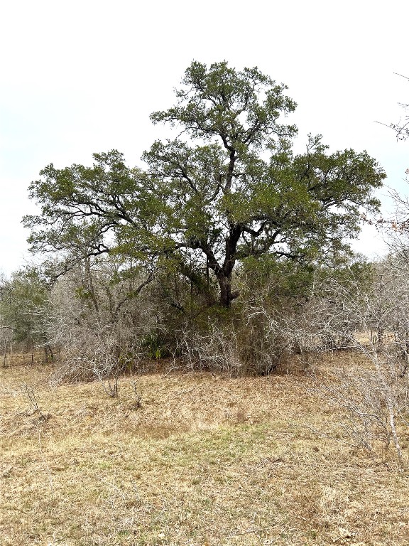 Tbd Lot A Watterson Road Bastrop, TX 78602 - Photo 9 of 17 a view of a yard with a tree